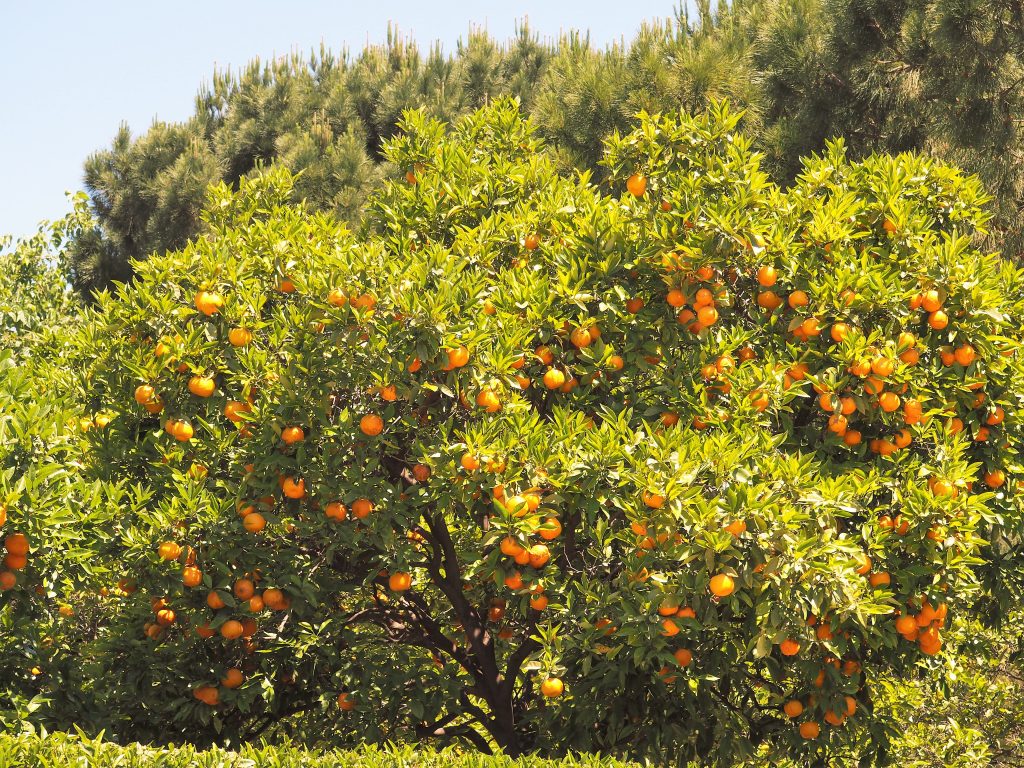Orangenbäume im Jardin del Turia von Valencia