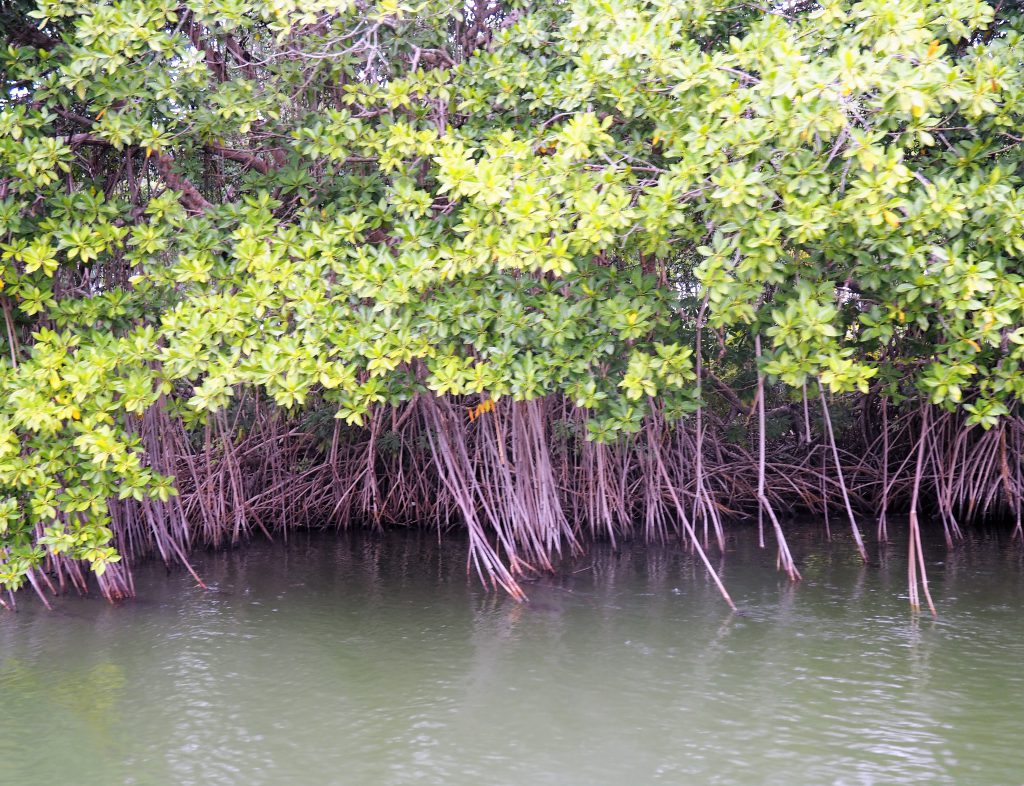 Mangrovenwälder am Old Belize River