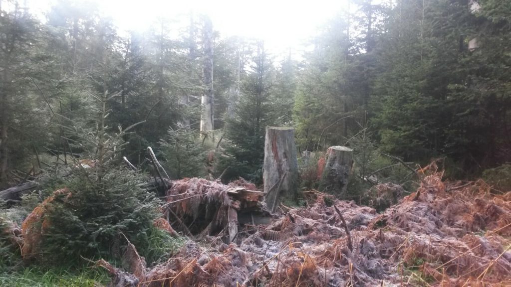 Totholz im Bannwald im Hochmoorgebiet zwischen Bad Wildbad und Kaltenbronn