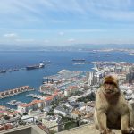 Berberaffen auf dem Felsen von Gibraltar mit herrlicher Aussicht auf den Hafen