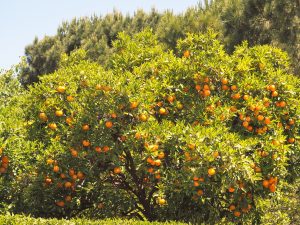 Farbenfrohe Orangenbäume im Jardin del Turia von Valencia