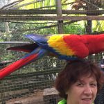 Kreuzfahrtausflug auf eigene Faust auf Roatan