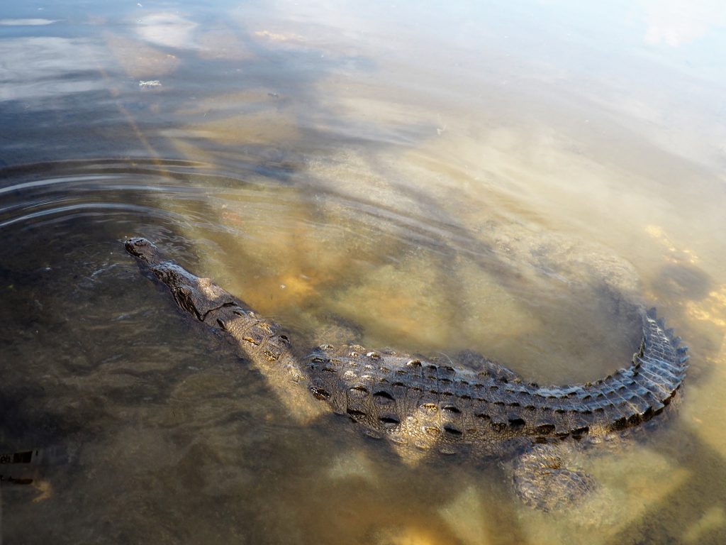 Krokodil, entdeckt beim Landausflug auf Cozumel, Mexiko im der Lagune des Punta Sur Nationalparks